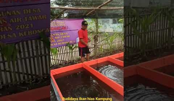 Budidaya Ikan hias Kanpung Tahfidz Desa Keboncau Teluknaga Tangerang
